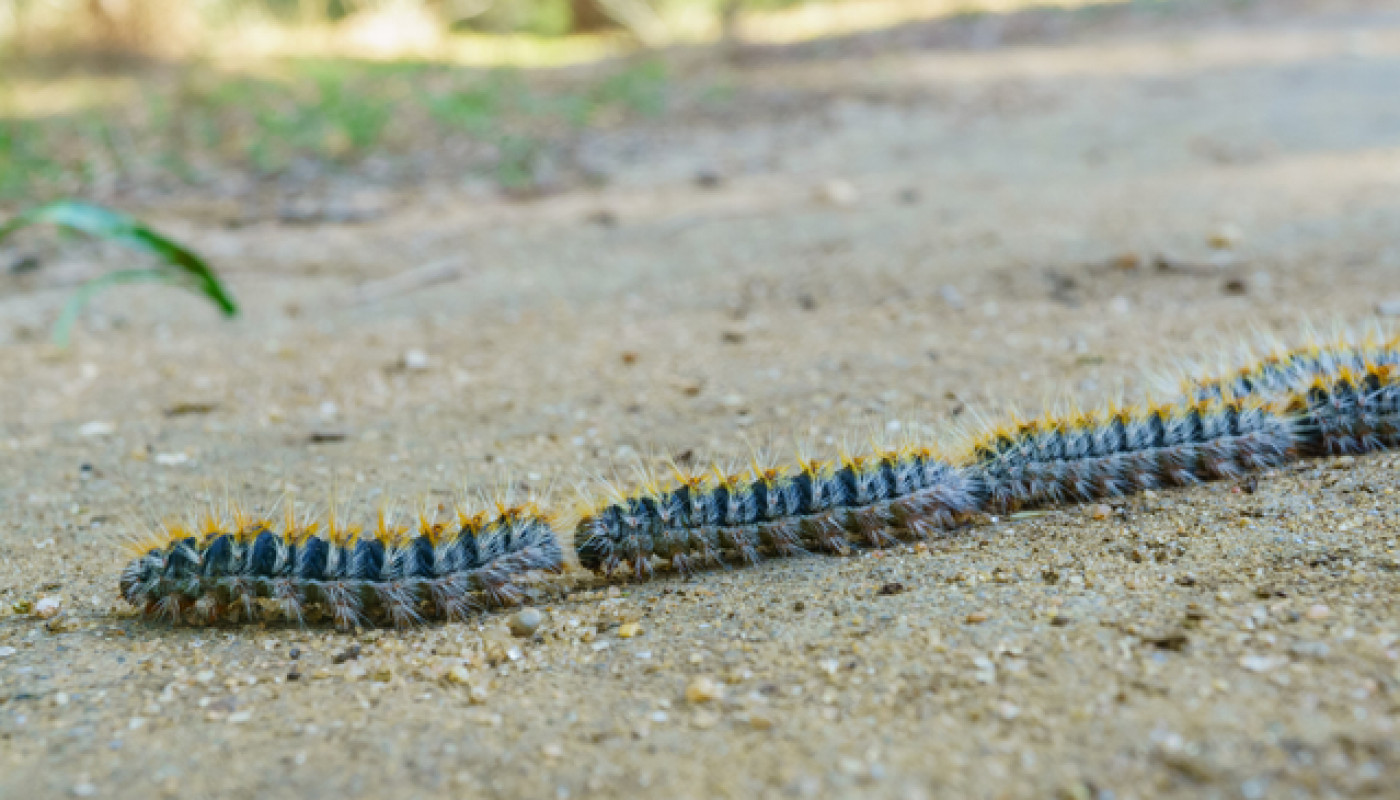 Allô Guêpes 72, l’entreprise sarthoise qui vous protège des chenilles processionnaires !